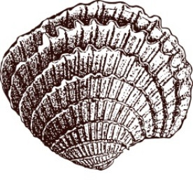 Акриловый штамп Ракушка 2.2х1.9 см