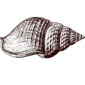 Акриловий штамп Ракушка 4.5х2.2 см