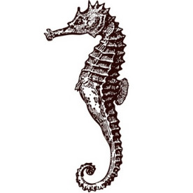 Акриловый штамп Морской конек 2.3х5.2 см