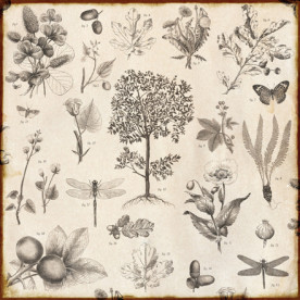 Двусторонняя бумага Botanical 30х30 см от компании Echo Park