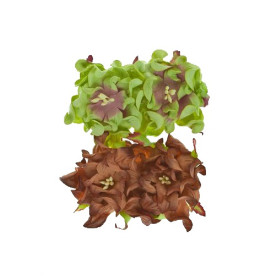 Набор из 4 декоративных цветков гардений коричневого и светло-зелёного цвета 5 см