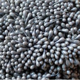 Набір перламутрових тичинок сірого кольору, 60 головок (30 гілочок)