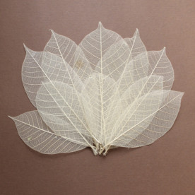 Набор скелетированных листиков натурального цвета 10 шт., 15 см.