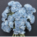 Набор из 10 цветков гипсофилы голубого цвета