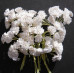 Набор из 10 цветков белой гипсофилы