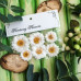 Набор цветов Ромашки, 6 шт от Freetany Flowers