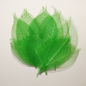 Набор скелетированных листиков зеленого цвета, 10 шт., 7,5 см.