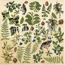 Лист з картинками для вирізання, Набір №2 Botany summer Фабрика Декору