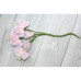 Набір кольорів Vanille flowers Свіже ранок Iris, 5 шт