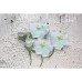 Набір кольорів Blossom Iris, Північне сяйво, 5 шт