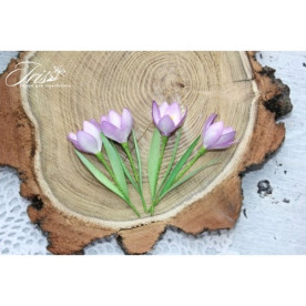 Набор крокусов фиолетового цвета, Iris 5 шт