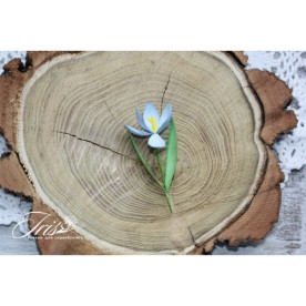 Набор крокусов синего цвета, Iris 5 шт