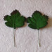 Набор 10 листиков клена зеленого цвета