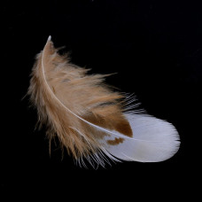 Набор перышек, бело-коричневый,  перо длиной 55-105 мм, 10 шт