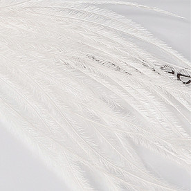 Декор Пір'ячко на основі з стрічки, ширина стрічки 1 см, довжина пір'я 5-8 см, колір білий