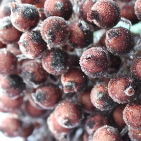 Цукрові ягідки калини, 1 см, шоколад, 1 гілочка, 2 ягідки