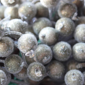 Сахарные ягодки калины, 1 см, античное золото, 1 веточка, 2 ягодки