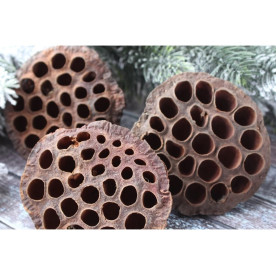 Коробочка лотоса 7-10 см, натуральна, 1 шт