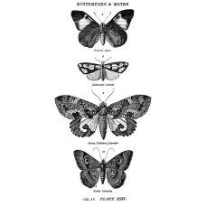 Резиновый штамп Butterflies and Moths, Tim Holtz, 3,5х13 см