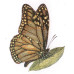 Силиконовый штамп Monarch Butterfly, La Blanche, 7,5х7,5 см