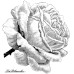 Силиконовый штамп Single Rose, La Blanche, 5х6,3 см