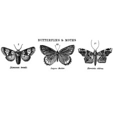 Набір гумових штампів Butterflies & Moths, Tim Holtz
