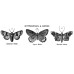 Набір гумових штампів Butterflies & Moths, Tim Holtz