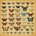 Двусторонняя бумага Buttefly Specifics 30x30 см от Graphic 45
