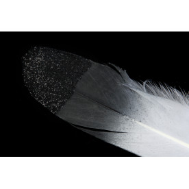 Перо, біло-чорний, 19см