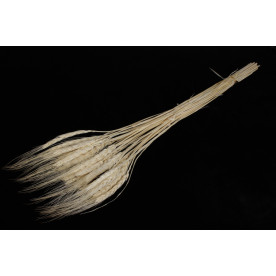 Колосок бежевий, довжина 60 см, букет 30 шт.