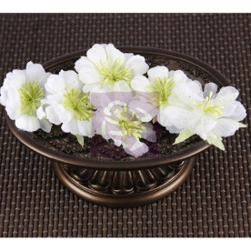 Набор цветочков Petunia - Overture, 6 шт