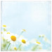 Односторонняя бумага Bright Daisies 30х30 см от Paper House