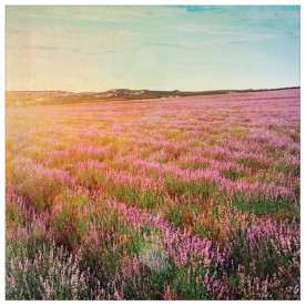 Односторонній папір Field Of Lavendar 30х30 см від Paper House