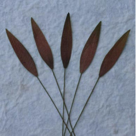 Набір 10 листочків Brown Medium Grass