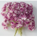 Набор из 10 цветков гипсофилы сливового цвета