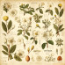 Набір скраппаперу Spring botanical story 20х20 см, Фабрика Декору