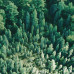 Набір двостороннього паперу для скрапбукінгу Forest life 20х20 см 10 аркушів, Фабрика Декору