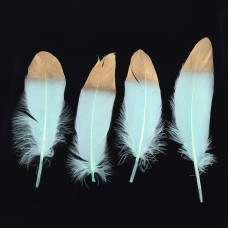 Набор гусиных перьев, цвет бирюзовый и золото, 17-22 см, 5 штук