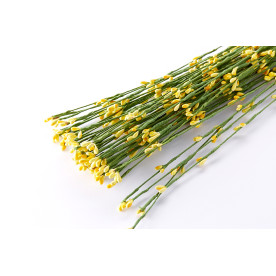 Верба гілочка декоративна, жовтий, 1 гілочка, 65см