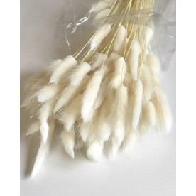 Лагурус натуральний, молочного кольору, букет 30 шт.