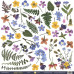 Лист одностороннього паперу, Декор, Herbarium Wild summer, 30x30 см, Scrapmir