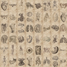 Набір наклейок Вінтажна анатомія, 30-60 мм, 56 од.