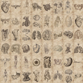 Набор наклеек Винтажная анатомия, 30-60 мм, 56 штук