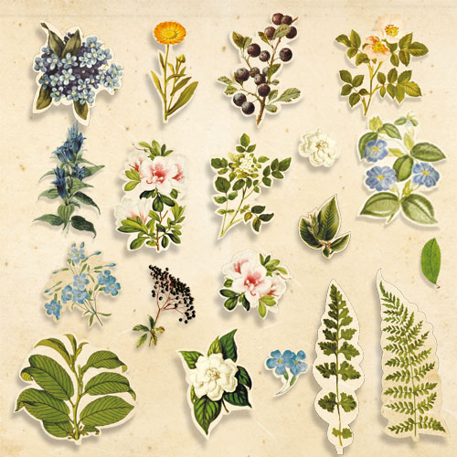Набор высечек, коллекция Botany summer, 58шт Фабрика Декору