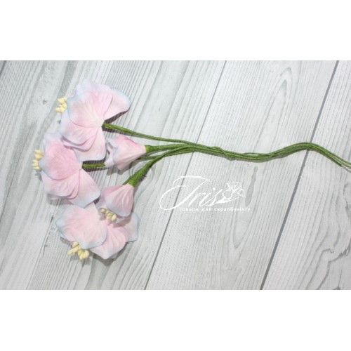 Набір кольорів Vanille flowers Свіже ранок Iris, 5 шт