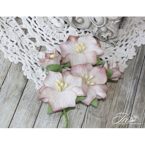 Набір кольорів Blossom Iris, коричневі, 5 шт