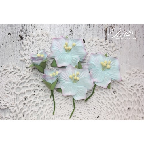 Набір кольорів Blossom Iris, Північне сяйво, 5 шт
