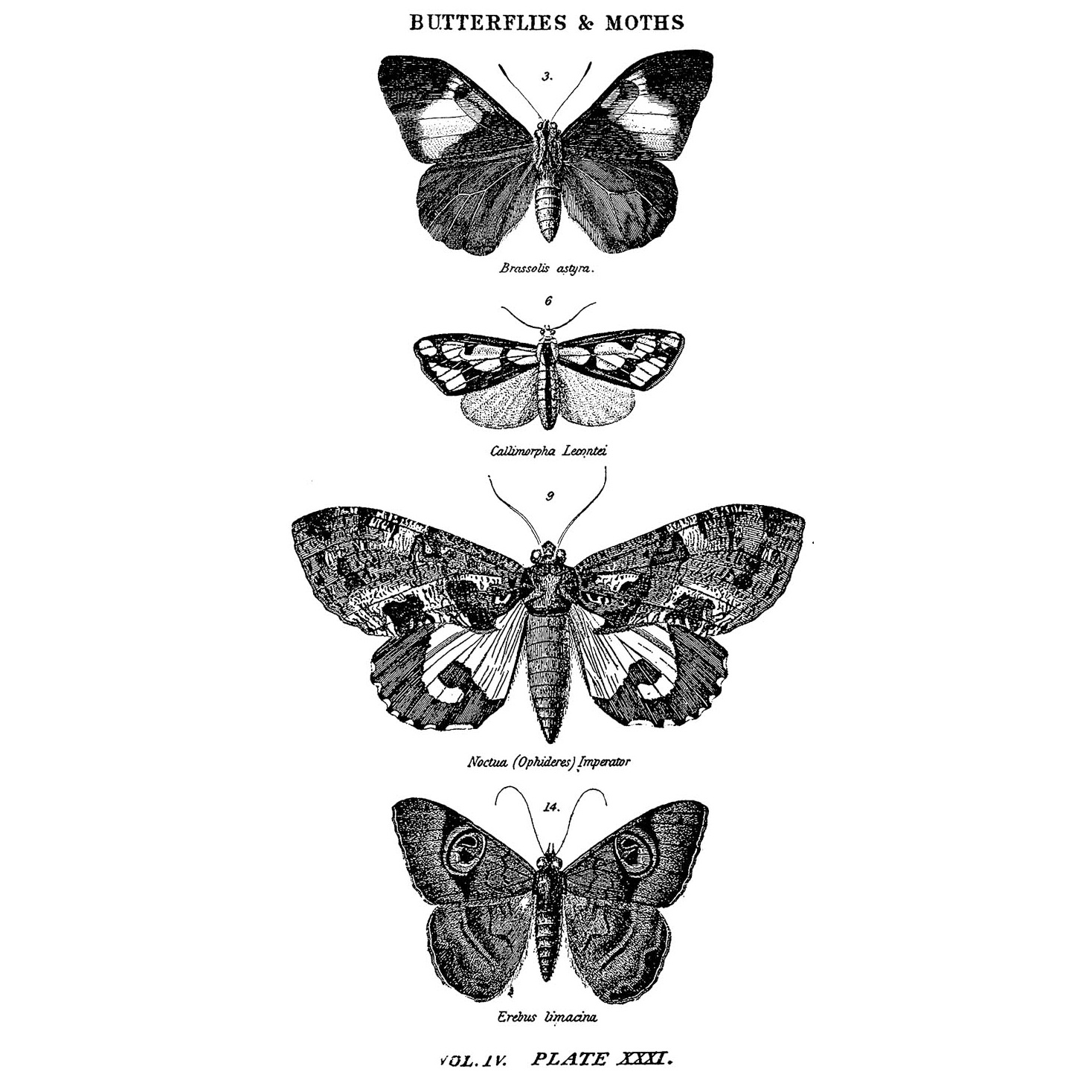 Резиновый штамп Butterflies and Moths, Tim Holtz, 3,5х13 см