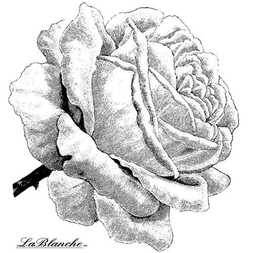 Силиконовый штамп Single Rose, La Blanche, 5х6,3 см