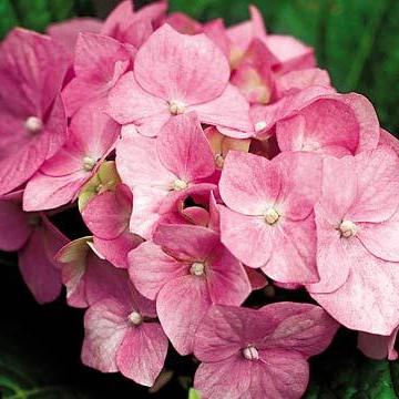 Набор 10 цветков гортензии 5 см глубокого розового цвета